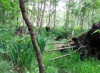 Foto: Ingrid Feindt<br>Lilien im Rhener Moor im Juni