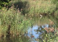 Foto: Heike Benkmann<br>Reiher im Biotop an der Wedentwiete