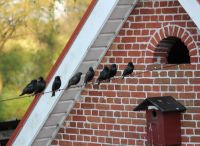 Foto: Sabine Sülau<br>Großer Andrang auf dem Hörnerkamp - Die ersten Frühlingsboten sind da.