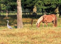 Foto: Thomas Lendt<br>Gemeinsames Frühstück Anfang August Haflingerwiese unweit der Pinnau