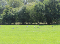 Foto: Sabine Sülau<br>Storchengang auf den Wiesen des Hörnerkamps im Juli 2023