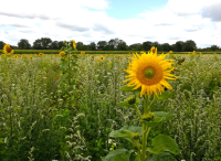 Foto: Heike Benkmann<br>Sonnenblumenfeld am Hohnerberg im August 2023