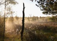 Foto: Thomas Lendt<br>Spätsommerlicher Durchblick ins Henstedter Moor 2024