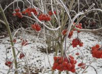 Foto: Heike Benkmann<br>Eiszeit im Bürgerpark