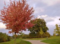 Foto: Heike Benkmann<br>Herbstliche Impression - Im Bürgerpark