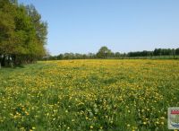 Foto: Heike Benkmann<br>Oberalsterniederung