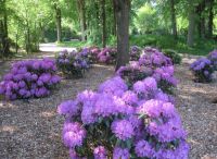 Foto: Heike Benkmann<br>Rhododendronblüte am Bürgerpark