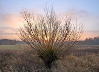 Foto: Thomas Lendt<br>Februar Blätterfrei - aber auch schön