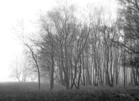 Foto: Thomas Lendt<br>Henstedter Moor - Winter-Wäldchen im Nebel