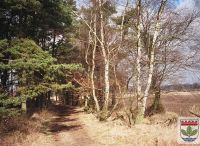 Foto: Werner Quade<br>Waldweg am Rhener Moor im Winter