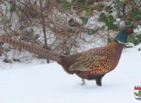 Foto: Thomas Lendt<br>Winterimpression - Auffälliger Wintergast