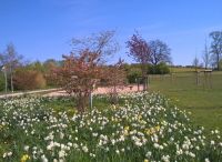 Foto: Heike Benkmann<br>Frühling im Bürgerpark