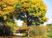 Foto: Heike Benkmann<br>Goldener Herbst im Bürgerpark