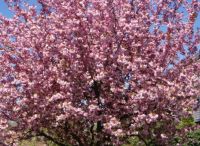 Foto: Heike Benkmann<br>Frühling an der Grünberger Straße