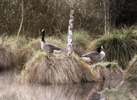 Foto: Thomas Lendt<br>Zwergkanadagans-Pärchen im Schlappenmoor Ostern 2020