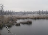 Foto: Heike Benkmann<br>Eiszeit im Rhener Moor