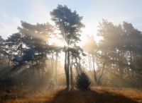 Foto: Thomas Lendt<br>Henstedter Moor - Starker Durchblick der Sonne am frühen Spätherbst-Morgen