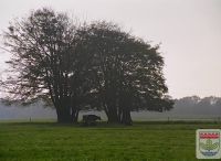 Foto: Werner Quade<br>Baumgruppe im Herbstdunst