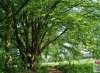 Foto: Heike Benkmann<br>Oberalsterniederung