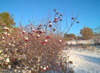 Foto: Heike Benkmann<br>Winterlicher Bürgerpark im November 2016