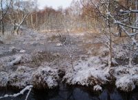 Foto: Heike Benkmann<br>Eiszeit im Rhener Moor