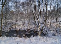 Foto: Heike Benkmann<br>Eiszeit im Rhener Moor