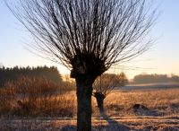 Foto: Thomas Lendt<br>Sonnenaufgang über den Alsterwiesen