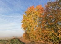 Foto: Thomas Lendt<br>Wanderweg Alsterwiesen im November 2018