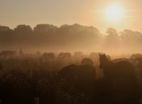 Foto: Thomas Lendt<br>Sonnenaufgang Pferdekoppel - sunrise horse meadow