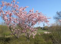 Foto: Heike Benkmann<br>Frühlingserwachen im Bürgerpark