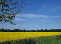 Foto: Heike Steier<br>Bunte Felder am Wanderweg im Mai