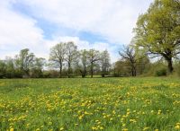 Foto: Thomas Lendt<br>Frühjahr 2019 gibt Gas - westlich des  Gewerbegebietes Nord