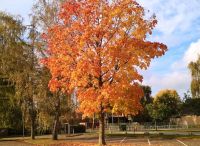 Foto: Heike Benkmann<br>Herbstliche Impression - Parkplatz Olzeborch-Schule