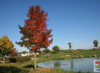 Foto: Heike Benkmann<br>Bürgerpark im Herbst