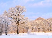 Foto: Thomas Lendt<br>2018 beginnt wieder mit richtigem Winter