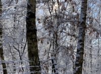 Foto: Susanne Nähr<br>Winterglanz im Henstedter Moor im März 2023