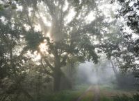 Foto: Thomas Lendt<br>Sommer-Sonnen-Nebel-Morgen