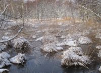 Foto: Heike Benkmann<br>Eiszeit im Rhener Moor