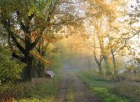 Foto: Thomas Lendt<br>Wanderweg Alsterwiesen im November 2018