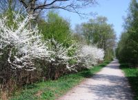 Foto: Ingrid Feindt<br>Frühling am Weg ins Rhener Moor