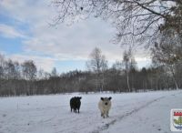 Foto: Heike Benkmann<br>Henstedt-Ulzburger Winterimpressionen