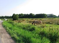 Foto: Ingrid Feindt<br>Pferde an der Hohnerbergbruecke