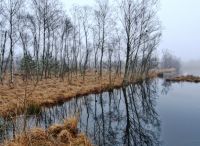 Foto: Thomas Lendt<br>Wittmoor Rhen Februar 2016