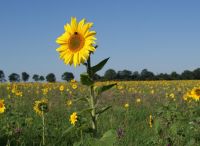 Foto: Heike Benkmann<br>Sonnenblumenfeld Kadener Chaussee