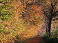 Foto: Thomas Lendt<br>Wirtschaftsweg westliche Ortsgrenze -  November 2021