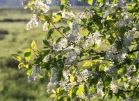 Foto: Thomas Lendt<br>Frühling 2024 in der Oberalsterniederung