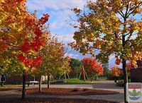 Foto: Werner Quade<br>Indian Summer auf dem Schulhof Schulstraße