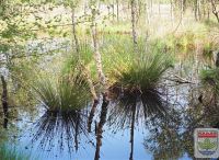 Foto: Werner Quade<br>Spiegelungen im Moorgebiet Rhen