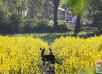 Foto: Thomas Lendt<br>Im Westen von Henstedt-Ulzburg