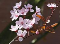 Foto: Thomas Lendt<br>Sonnenverwöhnte Blüten im April 2015